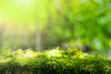 Tree Trunk with moss and blurred background