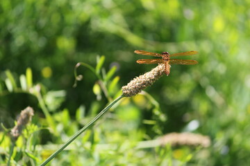 Little golden dragonfly at rest