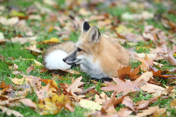 Red fox with a white tip of the tail lies on autumn leaves.