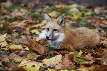 Red fox with a white tip of the tail lies on autumn leaves.