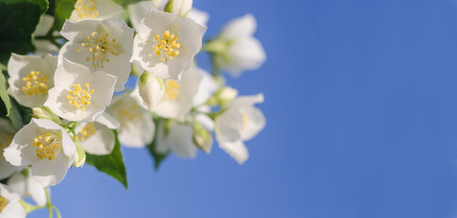 Background banner with copy space. Decorative jasmine flowers on a blue sky background close-up. For design