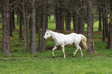 Fototapeta premium White horse walking on grass by trees.