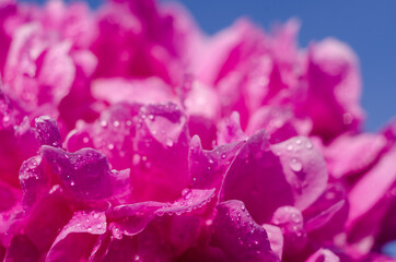 Pink peony close-up on a background of blue sky. Macro photo. Summer beauty