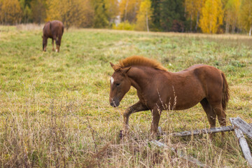Fototapeta premium A young brown foal with a small white spot on a green and yellow summer meadow. Brown mother horse. Old rickety fence.