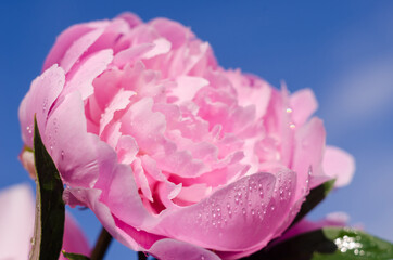 Pink peony close-up on a background of blue sky. Macro photo. Summer beauty