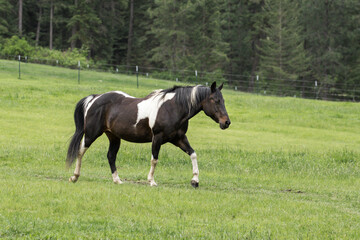 A pretty brown and white horse walks in the pasture in north Idaho.