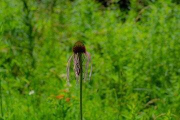 Echinacea Simulate, purple Coneflower