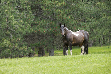 Pretty horse in the pasture.