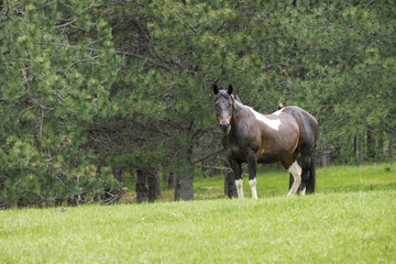 Fototapeta premium Pretty horse in the pasture.