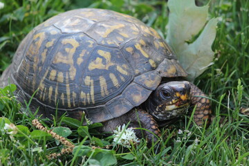 Eastern Box Turtle in grass and clover