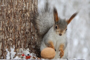 squirrel in the Park