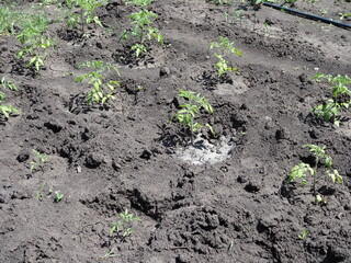 tomato plant in farm on sunny summer day