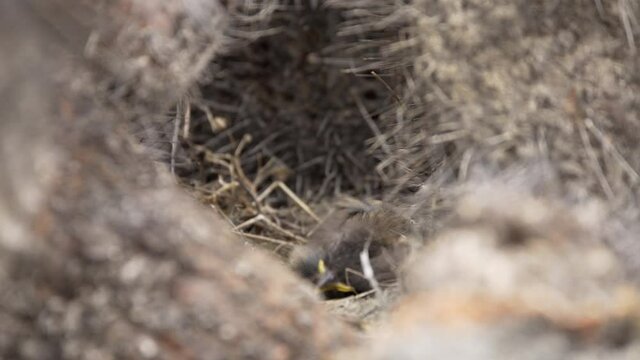 Rufous-collared sparrow in natural behavior, feeding and removing the excrement of its chicks, nest in the middle of cacti. Atacama desert, Chile