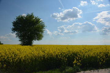 Drzewo w otoczeniu rzepaku