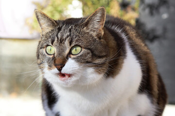 Eine kleine dicke Katze macht einen überraschten Gesichtsausdruck