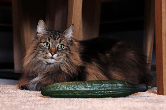 Eine Norwegische Waldkatze neben einer Gurke. Katzen haben nicht immer Angst vor Gurken
