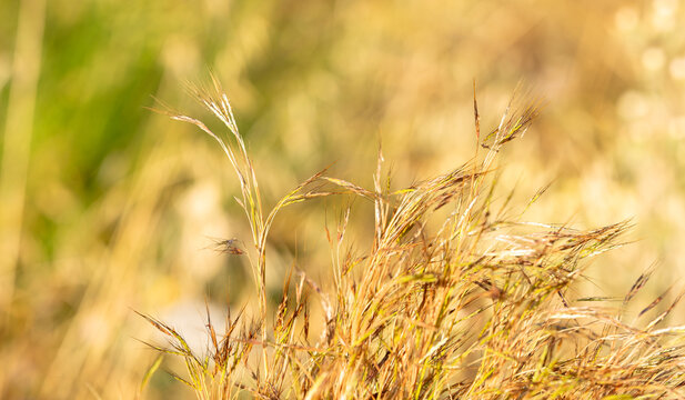 Vegeta&ccedil;&atilde;o selvagem de ver&atilde;o