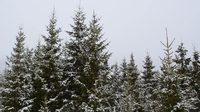 snowfall in green spruce tree forest