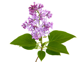 Purple lilac flower isolated on white
