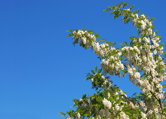 Fototapeta premium Locust tree blossom under blue sky, Robinia pseudoacacia