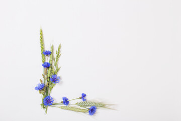 Fototapeta premium blue cornflowers on white background