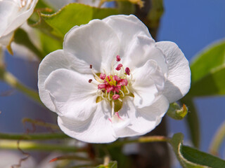 White flower of pear in spring
