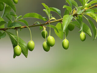 Unripe plum fruits on the branch