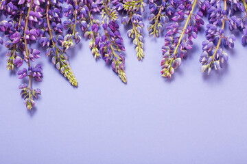 lupine flowers on violet paper background