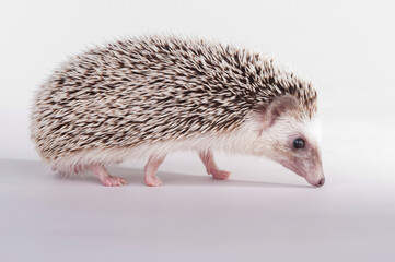 hedgehog on white background