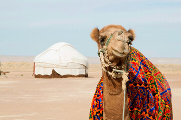Portait of cute camel in front of nomad yurt camp in Central Asia, Uzbekistan