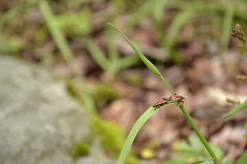 wędrówka owadzia © Wiktor