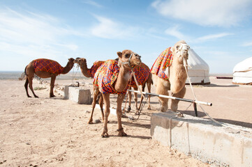 Group of Bactrian camels (Camelus bactrianus) in front of the yurt camp in Central Asia, Uzbekistan