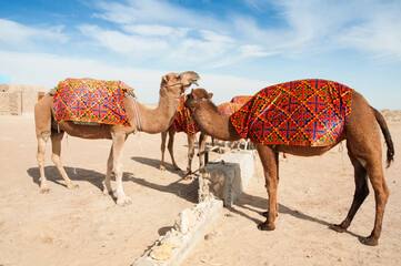 Group of Bactrian camels (Camelus bactrianus) in front of the yurt camp in Central Asia, Uzbekistan