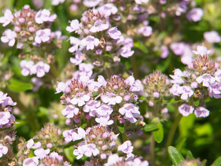 Wild thyme blooming, Thymus vulgaris	