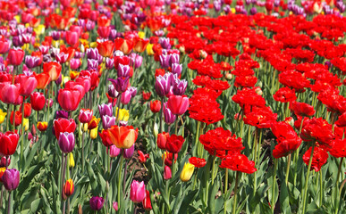 Colorful tulip field