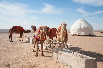 Group of Bactrian camels (Camelus bactrianus) in front of the yurt camp in Central Asia, Uzbekistan