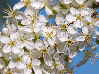 Spring plum blossom, white flower of plum