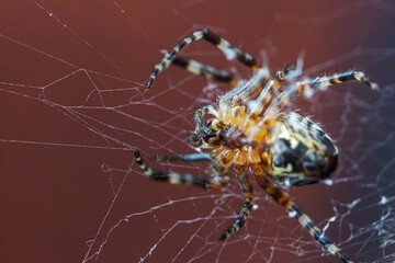 Arachnophobia fear of spider bite concept. Macro close up spider on cobweb spider web on blurred brown background. Life of insects. Horror scary frightening banner for halloween.