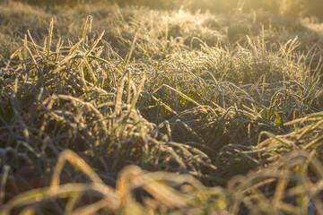 Yellow grass with morning frost and sun. Frosty morning. Quiet clear weather. Late autumn or early winter. Abstract background from a grass covered with hoarfrost.