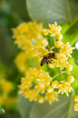 A bumblebee extracts pollen from a linden tree