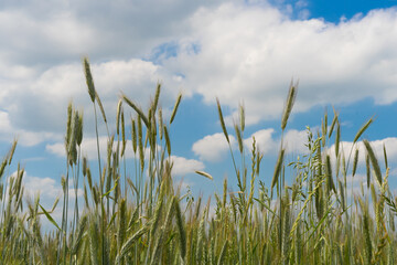 rye field and blue sky
