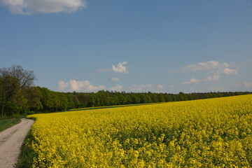 Droga do lasu wzdłuż pola rzepaku