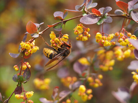 The dangerous insect Vespa crabro collects nectar from the yellow flowers of Berberis thunbergii in the spring garden. A picture of springtime wildlife
