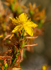 Vegeta&ccedil;&atilde;o selvagem de ver&atilde;o