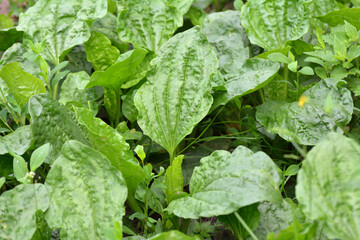 Fototapeta premium In nature, the plantain is growing