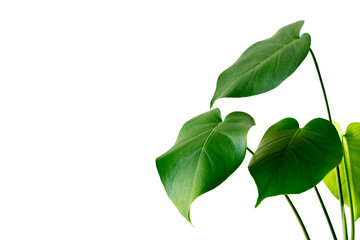 Fototapeta premium Monstera leaves decorating for composition design.Monstera deliciosa leaf or Swiss cheese plant in pot tropical leaves background. Stylish and minimalistic urban jungle interior.