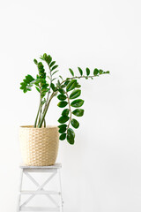 Zamiokulcas plant in white flower pot standing on wooden stand on a light background. Modern minimal creative home decor concept, garden room