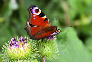 Rusałka pawik, motyl na oście