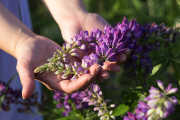 Woman holds tender purple lupins in her hands. Field of summer beautiful flowers, background
