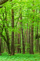 Beautiful spring forest with fresh green leaves and trunks